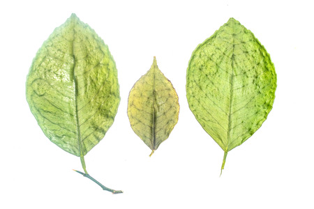 green leaf on white background