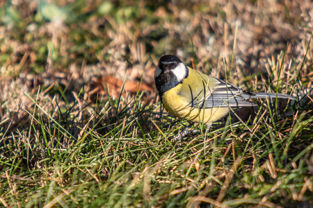 bird tit closeup autumn winterの写真素材