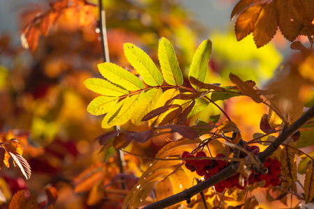 autumn tree ashberry bright colors of natureの写真素材