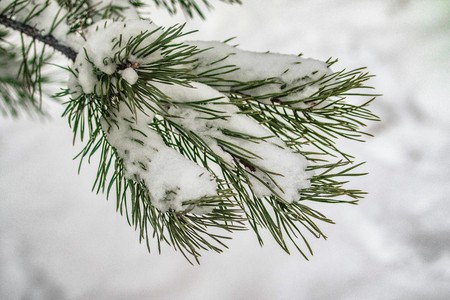 needles spruce snow close up winter