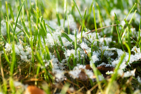 green grass snow blurred background bokehの写真素材