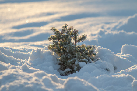winter spruce in the snow, natureの写真素材