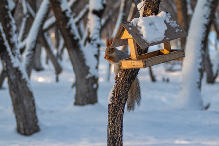 wooden bird feeder, winter forestの写真素材