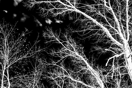 tree branches white silhouette on black backgroundの写真素材