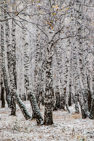 winter first snow birch forest landscapeの写真素材