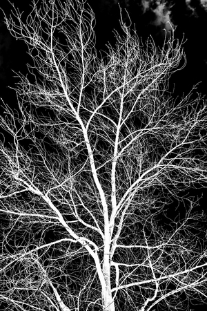 tree branches white silhouette on black backgroundの写真素材