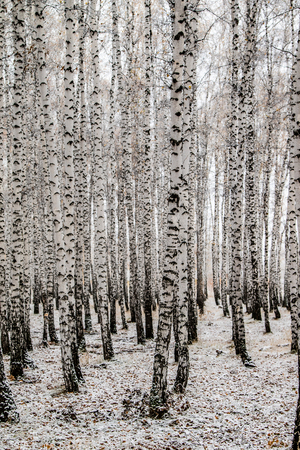 winter first snow birch forest landscapeの写真素材