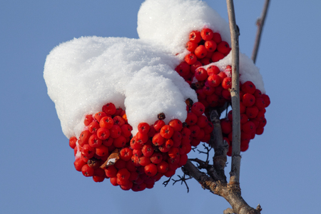 winter red mountain ash snowの写真素材