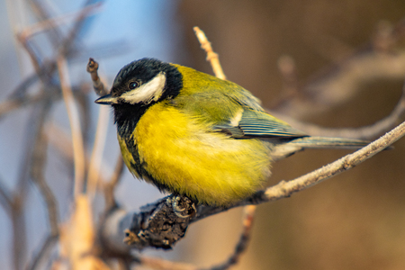 bird tit in winter in a forest parkの写真素材