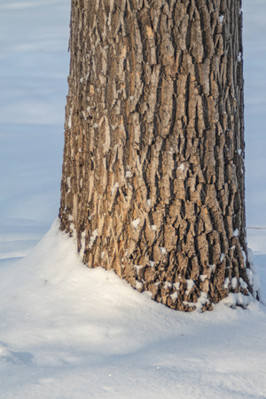 winter trees stumps nature landscapeの写真素材