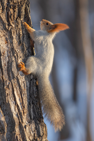 squirrel in winter in a forest parkの写真素材