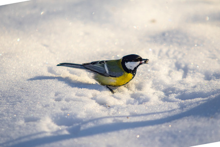 Bird Great Tit. White snow background.の写真素材