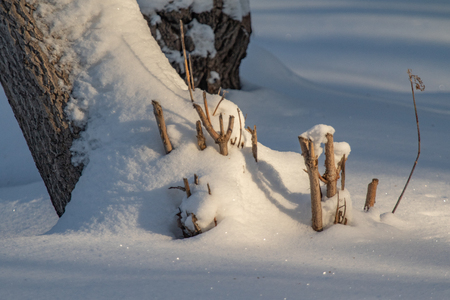 winter trees stumps nature landscapeの写真素材