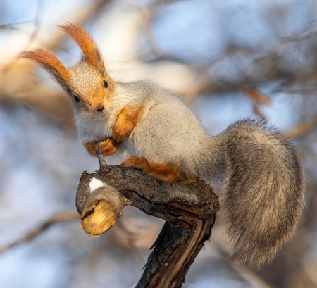 squirrel in winter in a forest parkの写真素材