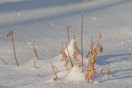 snow field close up plantsの写真素材