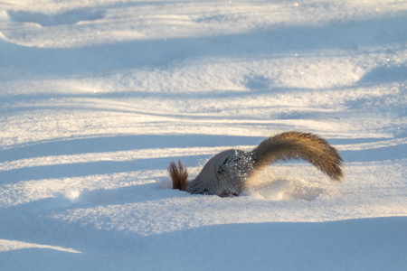 squirrel in winter in a forest parkの写真素材