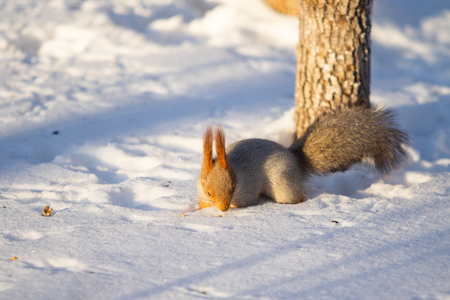 squirrel in winter in a forest parkの写真素材