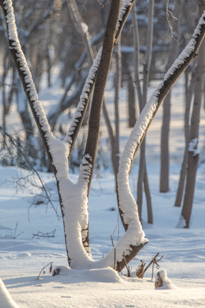 winter trees stumps nature landscapeの写真素材