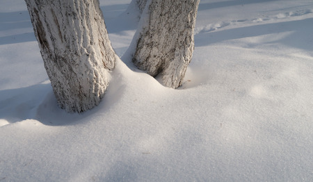trees in snow winter frost weatherの写真素材
