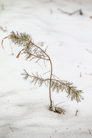 saplings spruce snow winterの写真素材