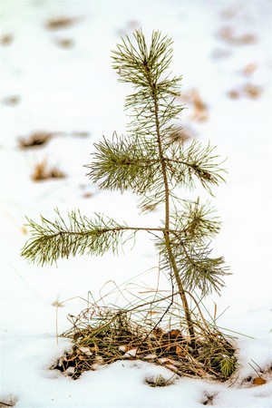 saplings spruce snow winterの写真素材