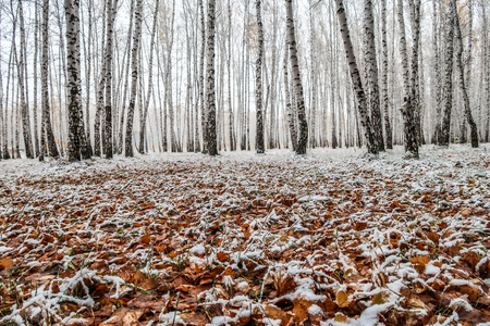 first snow in a birch forest, autumn landscapeの写真素材