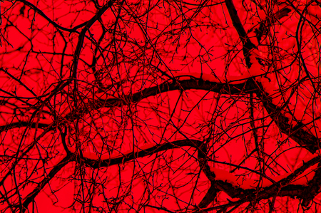 silhouette of tree branches on a red backgroundの写真素材