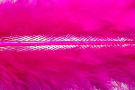 bright colored feathers close-up as a backgroundの写真素材