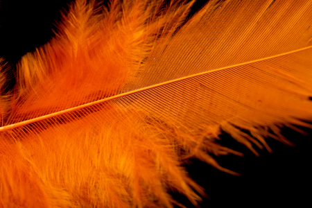 bright colored feathers close-up as a backgroundの写真素材