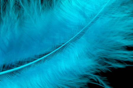 bright colored feathers close-up as a backgroundの写真素材