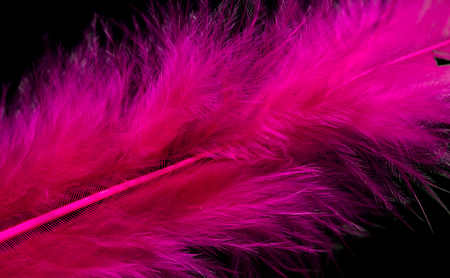 bright colored feathers close-up as a backgroundの写真素材