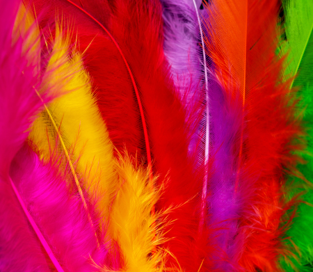 bright colored feathers close-up as a background