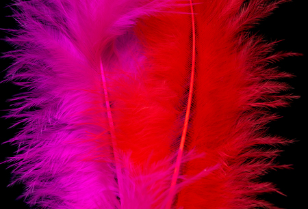 bright colored feathers close-up as a backgroundの写真素材