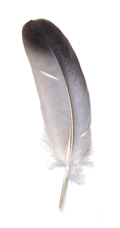 feather of a bird on a white backgroundの写真素材