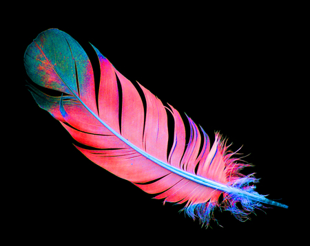bright bird feather on a black backgroundの写真素材