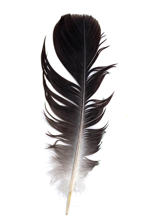 feather of a bird on a white backgroundの写真素材