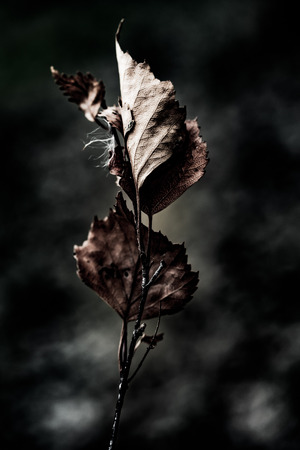 abstract dry leaves close up art grunge backgroundの写真素材