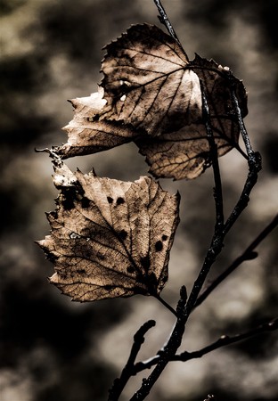 abstract dry leaves close up art grunge backgroundの写真素材