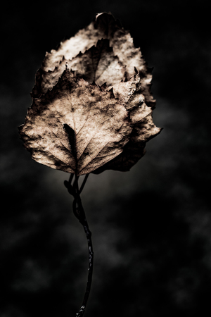 abstract dry leaves close up art grunge backgroundの写真素材