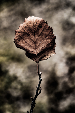 abstract dry leaves close up art grunge backgroundの写真素材