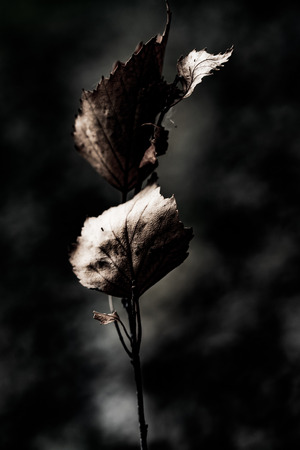 abstract dry leaves close up art grunge backgroundの写真素材