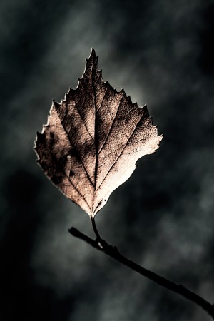 abstract dry leaves close up art grunge backgroundの写真素材