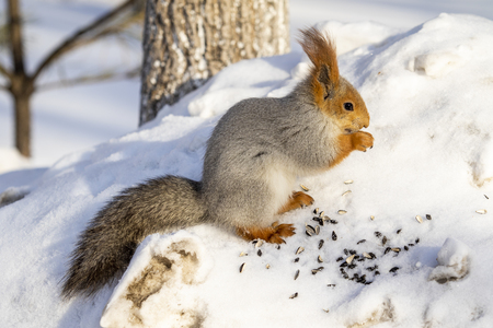 Red squirrel in the winter in the forest close-up.の写真素材