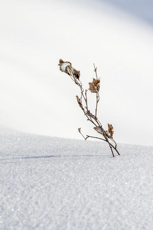 Bush dry grass from under the snow, snow landscape winter.の写真素材
