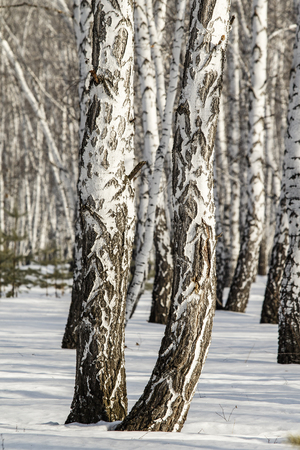 Birch forest winter landscape.の写真素材