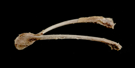 Chicken bone fork isolated on black background.の写真素材