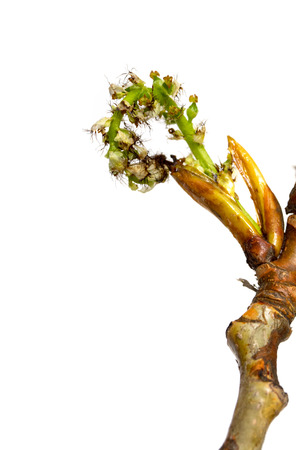 Green maple buds on white backgroundの写真素材
