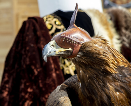 Eagle bird in cap.の写真素材