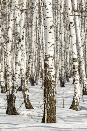 Birch forest winter landscape.の写真素材