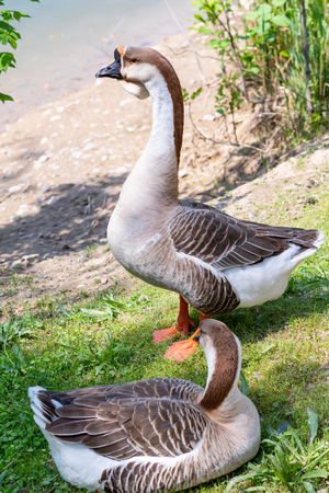 Goose gray close-up in green grass, nature bird gray goose.の写真素材